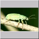 Polydrusus sericeus - Gruenruessler 01 7mm.jpg